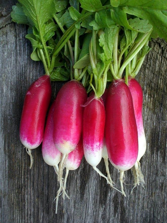 Seeds French Radish 18 Days Early Heirloom Vegetable for Planting Non GMO
