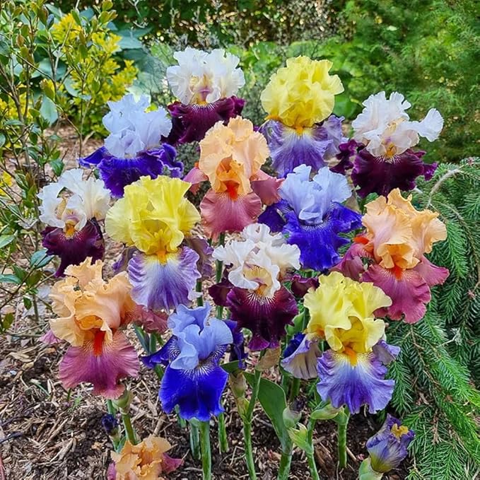 205+ Rare Mixed Iris Seeds for Planting - Perennial Bearded Iris Flower Seeds Exotic -Non-GMO Heirloom Exotic Flower Seeds Perennial for Garden Outdoor
