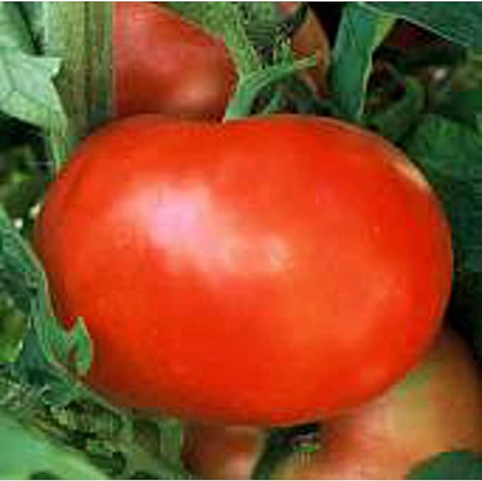 Supersonic Tomato Seeds (20+ Seeds) | Non GMO | Vegetable Fruit Herb Flower Seeds for Planting | Home Garden Greenhouse Pack