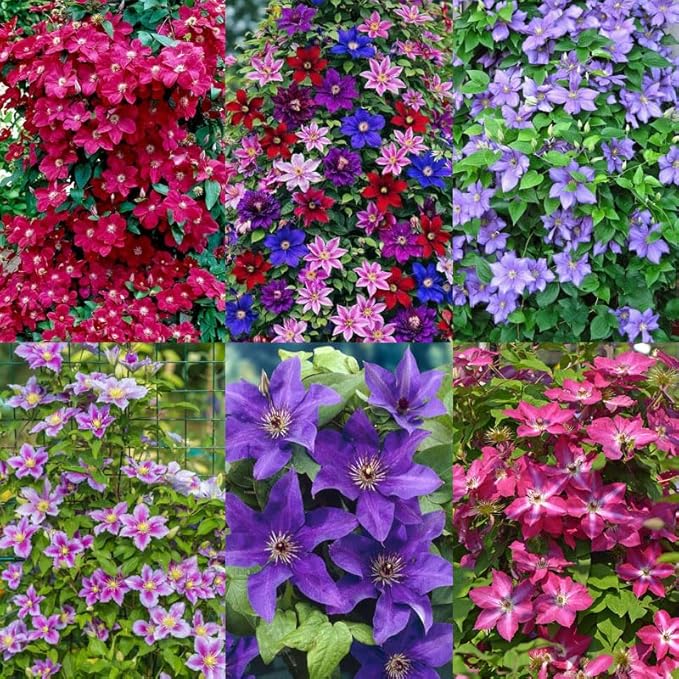 200+Perennial Mixed Clematis Vine Flower Seeds for Planting Outdoor-Clematis Hybridas Plant Garden Home Non-GMO
