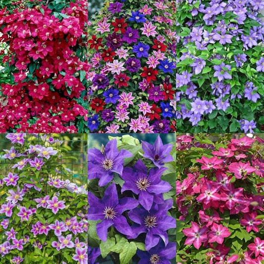 200+Perennial Mixed Clematis Vine Flower Seeds for Planting Outdoor-Clematis Hybridas Plant Garden Home Non-GMO
