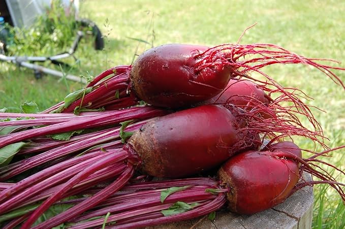 Cylindra Beet Seeds for Planting, 100 Heirloom Seeds, Non-GMO Sweet Beet Seeds for Sprouting, Cylindrical Shape for Easy Slicing & High Yield, Perfect for Planting Indoor & Outdoor Gardens