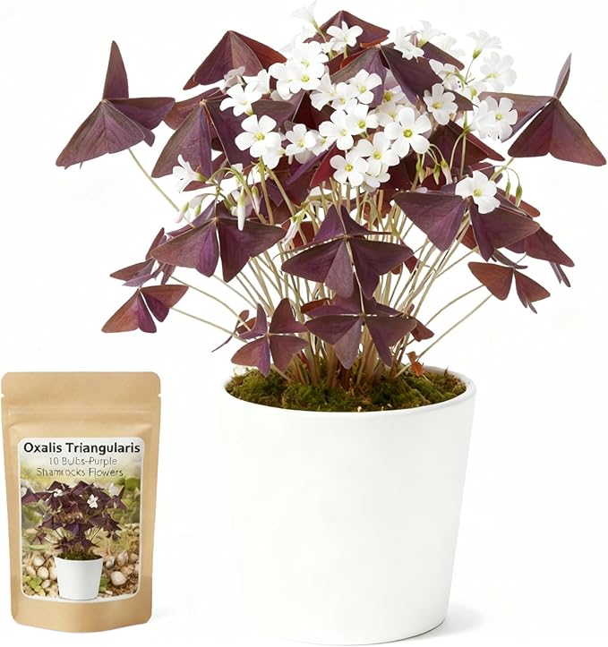 10 Bulbs Oxalis Triangularis, Purple Shamrocks Flowers for Home Garden Indoor Outdoor Planting, Easy Care