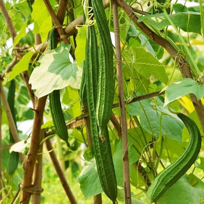 Angled Luffa Séẹds/Angled Gourd/Tori/Turai/Ridge Gourd/Chinese Okra Séẹds Loofah - 5 Séẹds