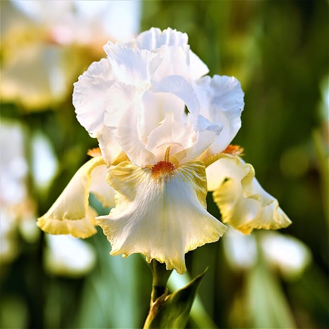 200+Mixed Rare Iris Flower Seeds to Plant Outdoor- Perennial Beautiful Blooms for Your Garden Home