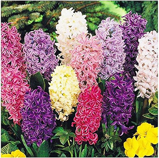 6 Large Mixed Hyacinth Bulbs – Premium 16-17cm Size for Stunning Spring Blooms in Purple, Blue, White, Pink, Yellow, Orange, and Peach