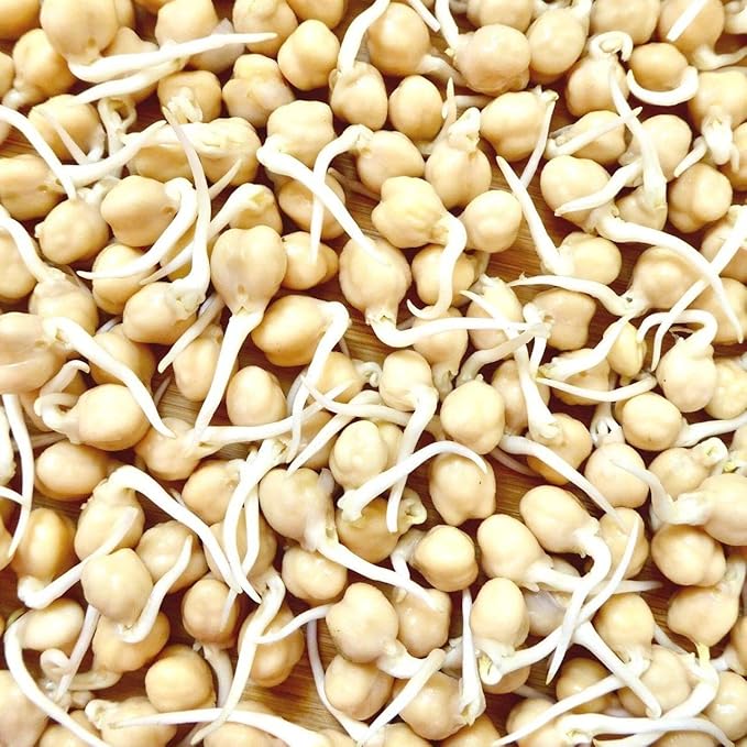 Todd's Seeds Sprouting Garbanzo Beans, Non-GMO, Chemical Free, High Germination (1/4 Pound)