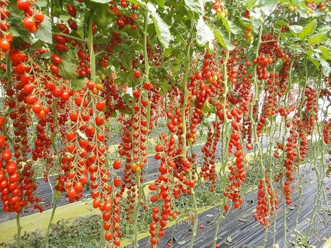 50+ Seeds Vine Tomato - Vegetable Red