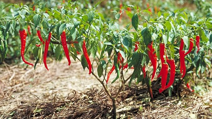 Seeds Fire Hot Pepper Chili Heirloom Vegetable for Planting Non GMO