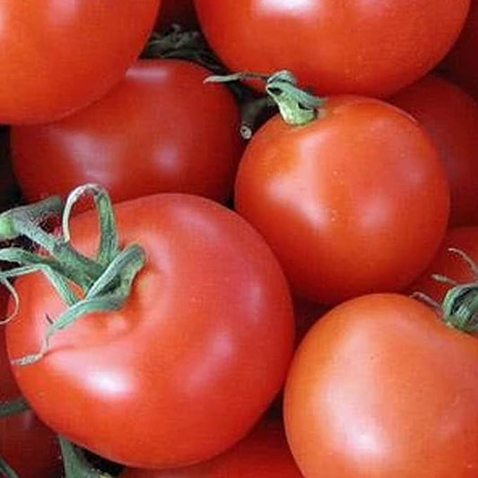 Organic Homestead Tomato Seeds ~25 Seeds - Organic, Heirloom, Open Pollinated, Non-GMO, Farm & Vegetable Gardening Seeds