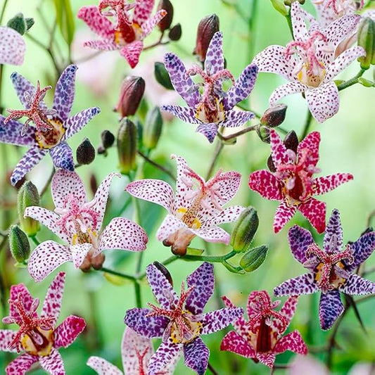 25Pcs Perennial Tricyrtis Wonder Toad Lily Flower Seeds to Plant Outdoor-Non-GMO Heirloom Plant Seeds Garden