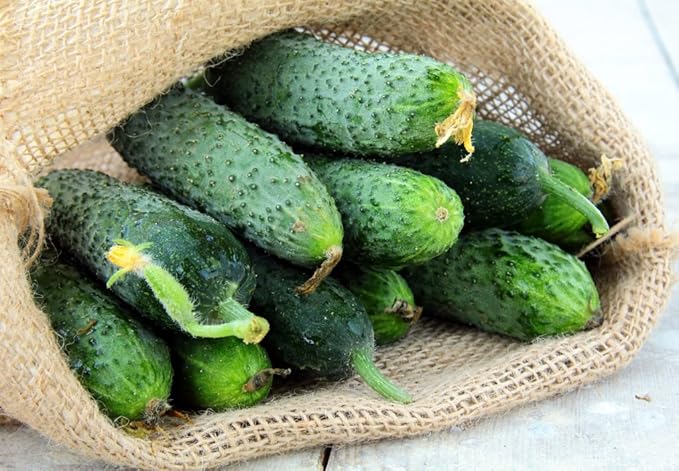 Rare Cucumber Titus F1 Seeds Pickling Mid-Early Heirloom Vegetable for Planting Non GMO 40 Seeds