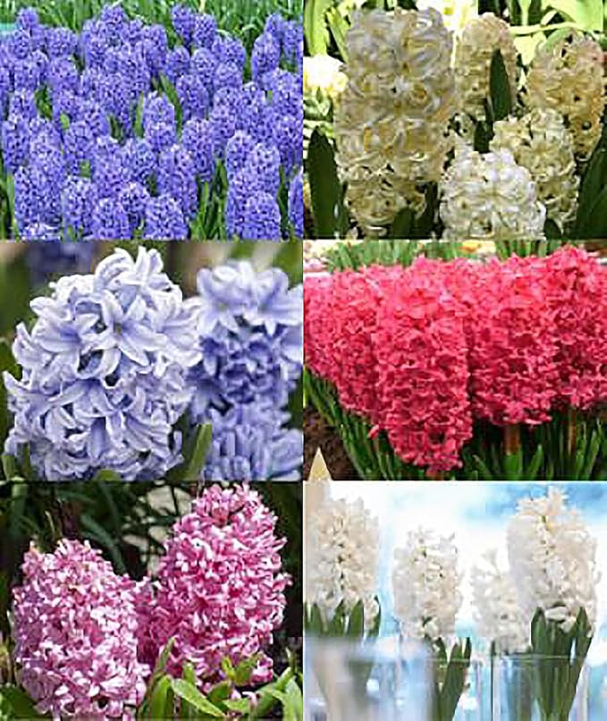 6 Large Mixed Hyacinth Bulbs – Premium 16-17cm Size for Stunning Spring Blooms in Purple, Blue, White, Pink, Yellow, Orange, and Peach
