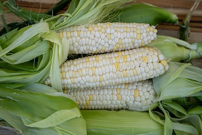 All Good Things Organic Zanadoo Sweet Corn Seeds for Planting: Lupine Knoll Farm Original, Bicolor Yellow and White Kernels - 30 Seed Packet