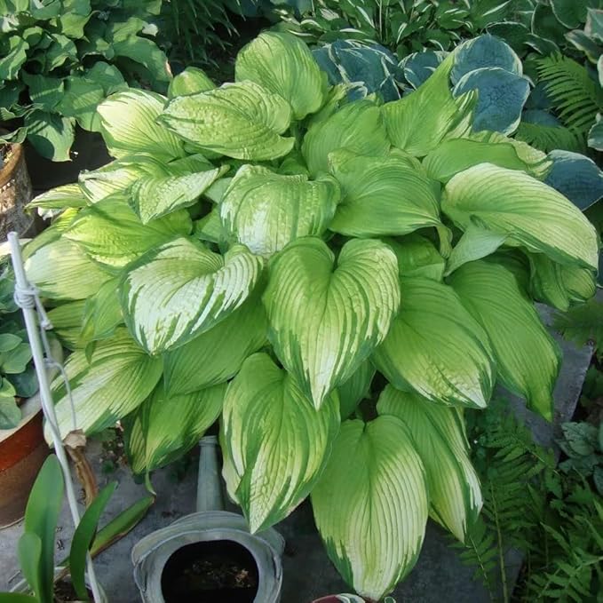 Hosta Seeds for Planting, 200+pcs Rare Perennial Hosta Flower Seeds, Non-GMO Heirloom Long Blooming Plants Shaded Entry Pathway Flowers for Garden Outdoors