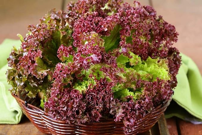 Seeds Vegetable Indoor Mix of Italian Lettuce and Spicy Crops Year-Round (Romaine, Frise, Arugula, Lollo Bionda, Lolla Rossa, Traditional Lettuce) Heirloom for Salads - 1000 Seeds