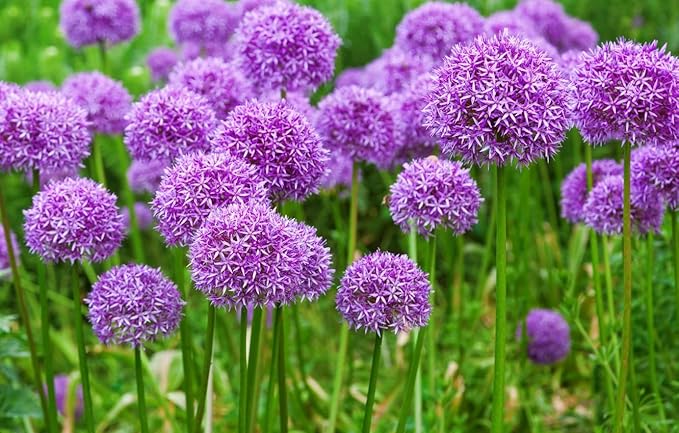 400+ Seeds Garlic Chives Onion - Vegetable Green