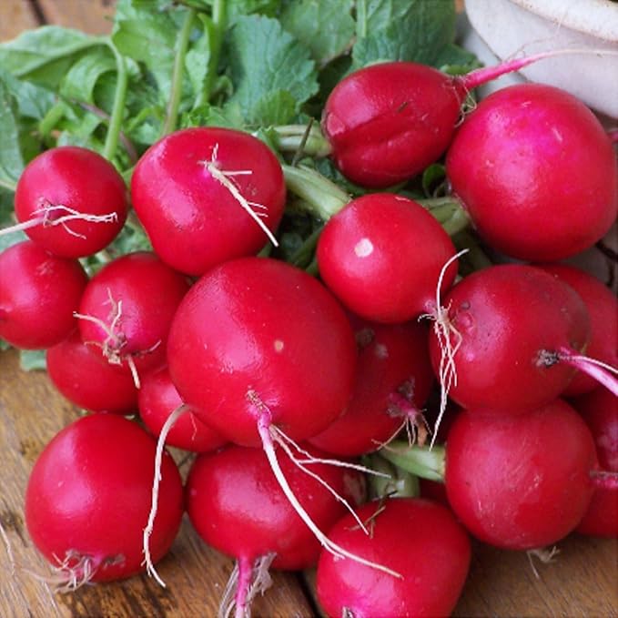 300 Champion Radish Seeds Heirloom Non GMO Garden Vegetable Bulk