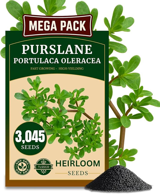 3000+ Green Purslane Seeds for Planting, Non-GMO Seeds – Fast-Growing, Authentic Flavor – High-Yielding, Heirloom