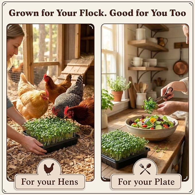 Seedboy Organic Non-GMO Microgreens Seeds for Chickens, Golden Yolk Blend - USA Grown Sprouting Mix with Alfalfa, Clover, Sunflower, Wheatgrass - 8 oz Bag