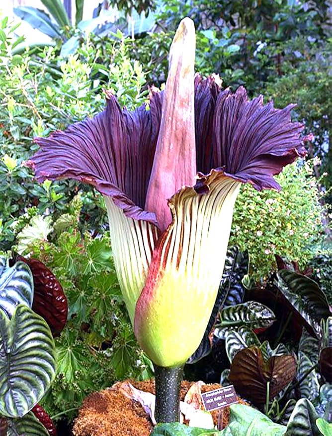 Corpse Flower - World's Largest Flower - 8+ Feet Tall - 10 Seeds - Growing Instructions are Included