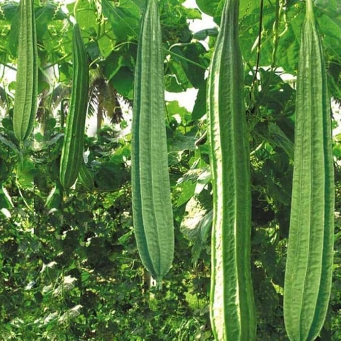 Angled Luffa Séẹds/Angled Gourd/Tori/Turai/Ridge Gourd/Chinese Okra Séẹds Loofah - 5 Séẹds