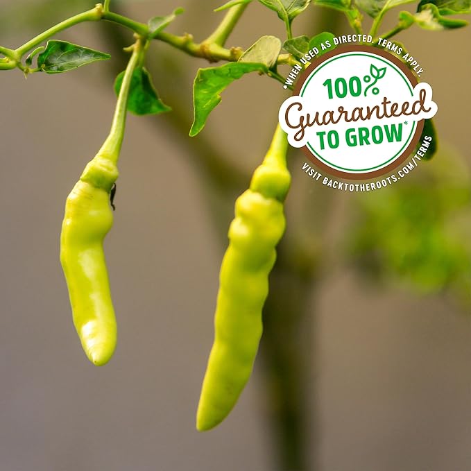 Back to the Roots 100% Organic Heirloom Seeds - Pepper 'Pepperoncini' Value Pack