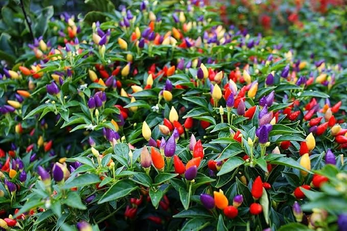 Seeds Indoor Masquerade Ornamental Pepper Mix for Pots Non GMO Vegetable for Planting