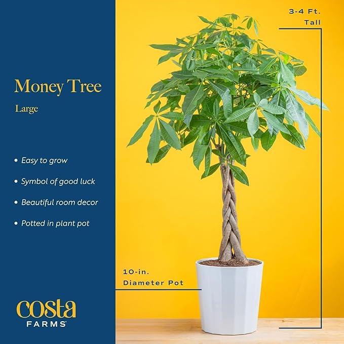 Costa Farms Live Money Tree Plants (2-Pack), Large Indoor Plant 3-4 Feet Tall with Braided Trunk, Easy Care Floor Houseplants in 10-Inch Decor Pots, Pet Friendly Housewarming Gift & Office Decor