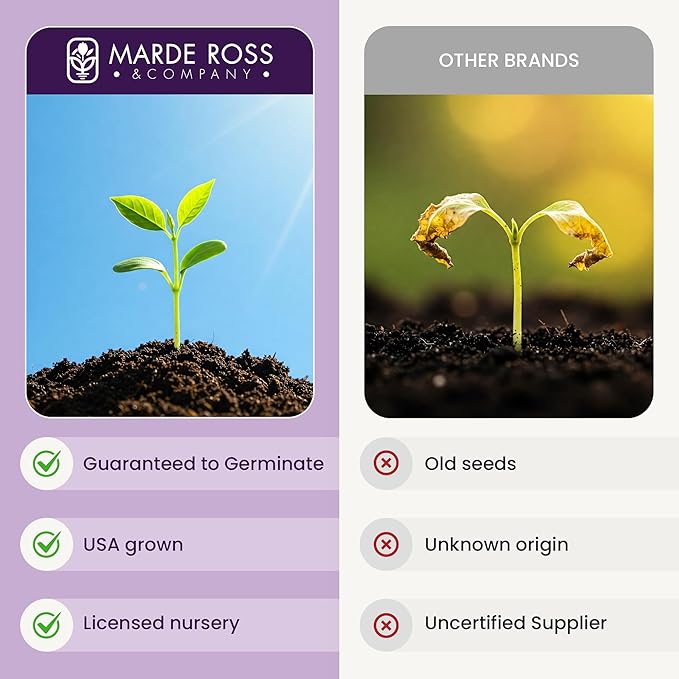 Russell Lupine Seeds Perennial - Grows 40" Tall - Perennial Wildflowers for Winter & Fall Planting - Grown in the USA - 100 Mixed Russell Lupine Seeds