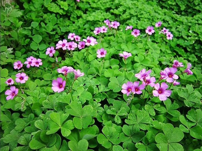 Green Shamrock Bulbs 15 Luck Oxalis Bulbs to Plant, Easy to Grow Indoors Outside The Novice Gardener's Choice
