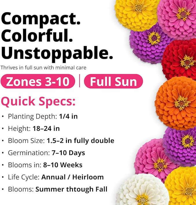 HOME GROWN Zinnia Lilliput Mix Flower Seeds – 600 Seeds (4g) Zinnia elegans – Colorful Dwarf Zinnia Seed Mix for Planting Spring 2026 for Garden Beds, Containers & Cut Flowers, Easy Grow Zinnia Seeds