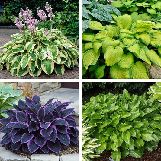 50pcs Mixed Hosta Seeds for Planting Outdoors Rare Perennial Flower Shade Hosta Plant Moderate Drought Tolera
