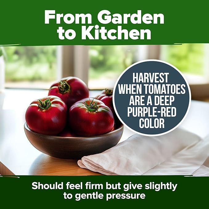 HOME GROWN Cherokee Purple Tomato Seeds 212+ Heirloom Non-GMO Seeds for Planting, High Germination, Indeterminate Beefsteak, Rich Smoky Flavor, Slicing Tomato for Garden (Solanum lycopersicum)