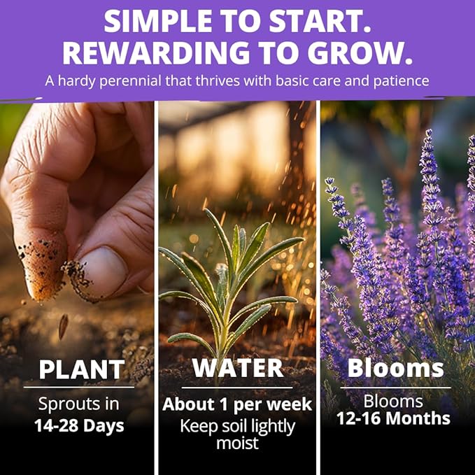 HOME GROWN Non-GMO 'Vera' English Lavender Seeds 1,500+ | True Original Heirloom | Superior Fragrance, Extreme Cold Hardy | High Germination Indoor/Outdoor (Lavandula angustifolia)