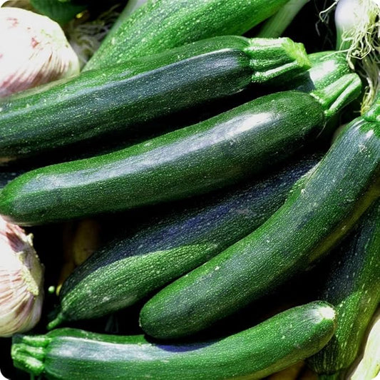25 Organic Black Beauty Zucchini Summer Squash Seeds for planting. Non GMO and Heirloom. 3 grams of seeds. Garden Vegetable Survival