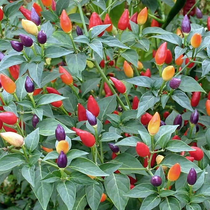 Seeds Pepper Masquerade Indoor Ornamental Mix Mini Decorative Vegetable for Planting Pot Heirloom Non GMO