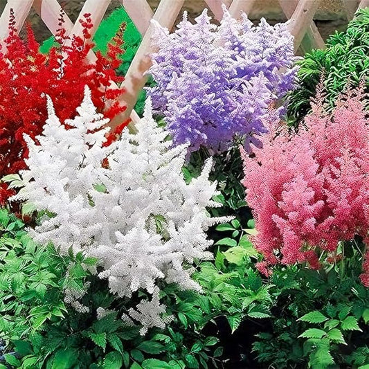 1100+ Mix Astilbe Arendsii Bunter Seeds for Planting-Non-GMO Heirloom Plant Seeds Garden Outdoor