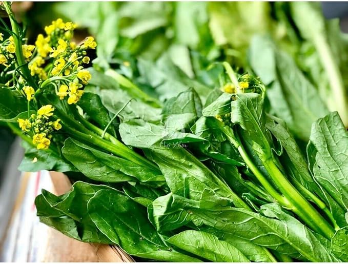 2000+ Seeds Brassica Juncea Choy Sum Mustard Yu Choy Sum Seeds, USA Chinese Broccoli Scallion Chive Asian Vegetable, Cải NGỌt ăn bông (Cải Ngồng)