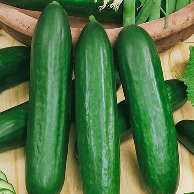 Seeds Cucumber Emelya Giant Burpless for Pickling Vegetable for Planting Heirloom Non GMO