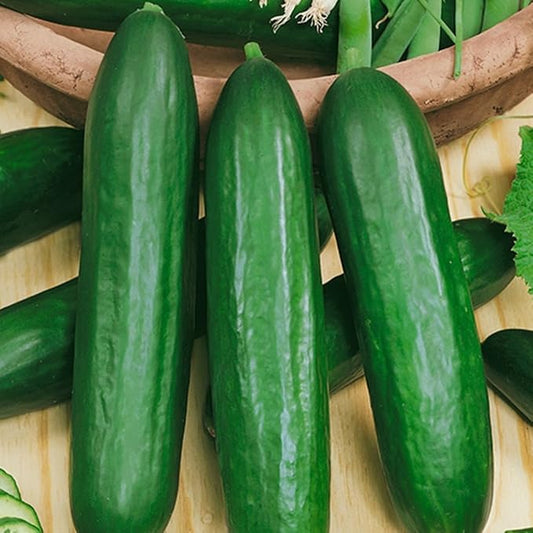 Seeds Cucumber Emelya Giant Burpless for Pickling Vegetable for Planting Heirloom Non GMO