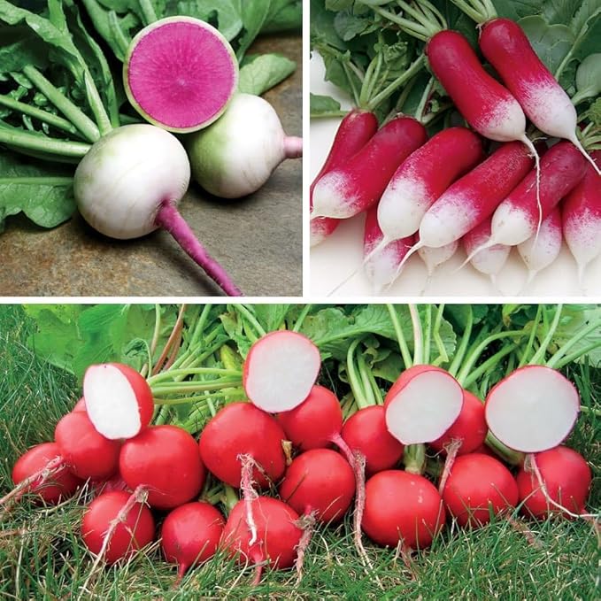 Park Seed Sow Effortless Collection Seed Tape – Gourmet Radish Collection, 15 Feet – Easy DIY Planting, 3 Premium Varieties, Quick-Growing Cool-Season Crop, No Thinning, Ready in 30–60 Days