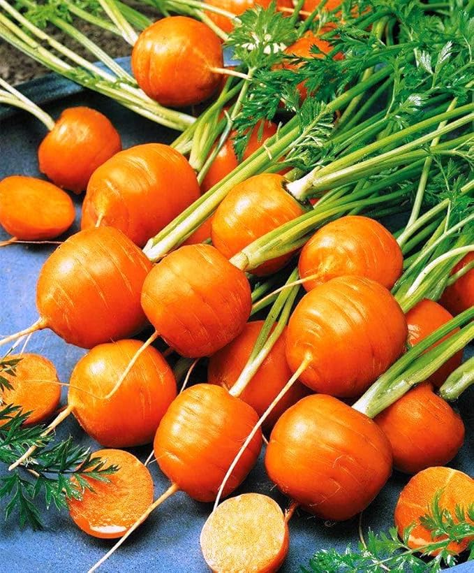 1000+ Seeds Carrot Paris Market - Vegetable Orange