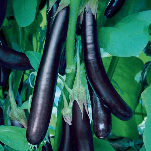 Burpee Long Purple Eggplant Seeds 35 seeds