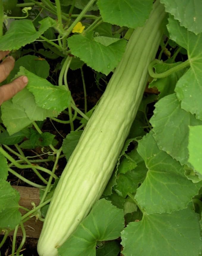 Seeds Rare Cucumber Armenian Long 70 Days Pickling Vegetable for Planting Heirloom Non GMO