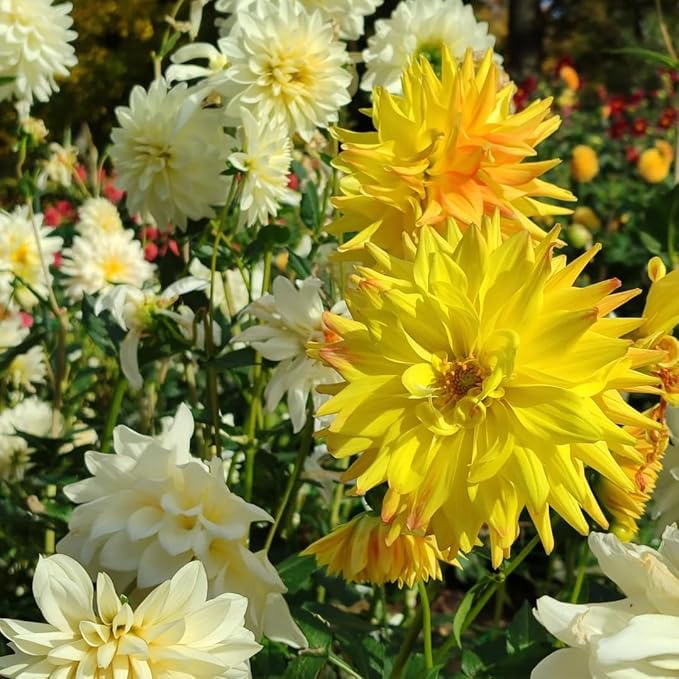 Mix Dahlia Seeds for Planting, 400pcs Rare Perennial Garden Dahlia Flower Seeds Non-GMO Heirloom Flower Plants, Beauty Home Garden for Outdoors