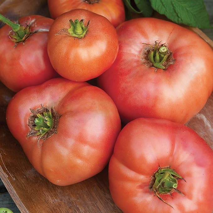 Burpee 'Brandywine Pink' Heirloom | Organic Beefsteak Slicing Tomato | 50 Seeds