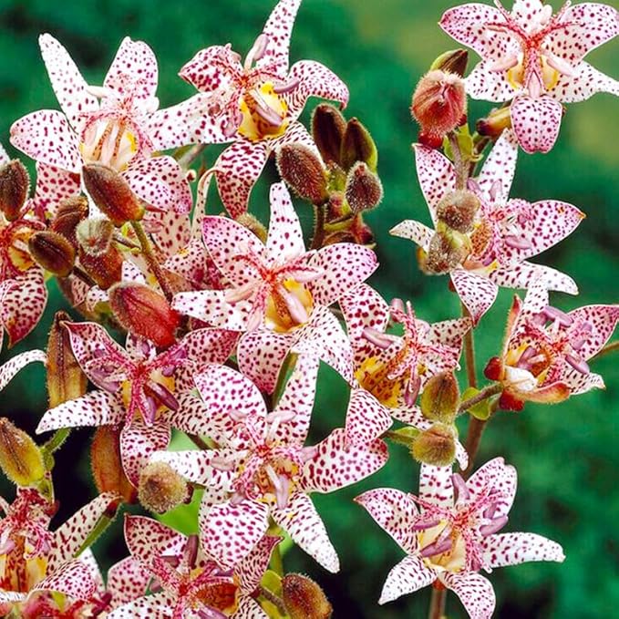 25Pcs Perennial Tricyrtis Wonder Toad Lily Flower Seeds to Plant Outdoor-Non-GMO Heirloom Plant Seeds Garden
