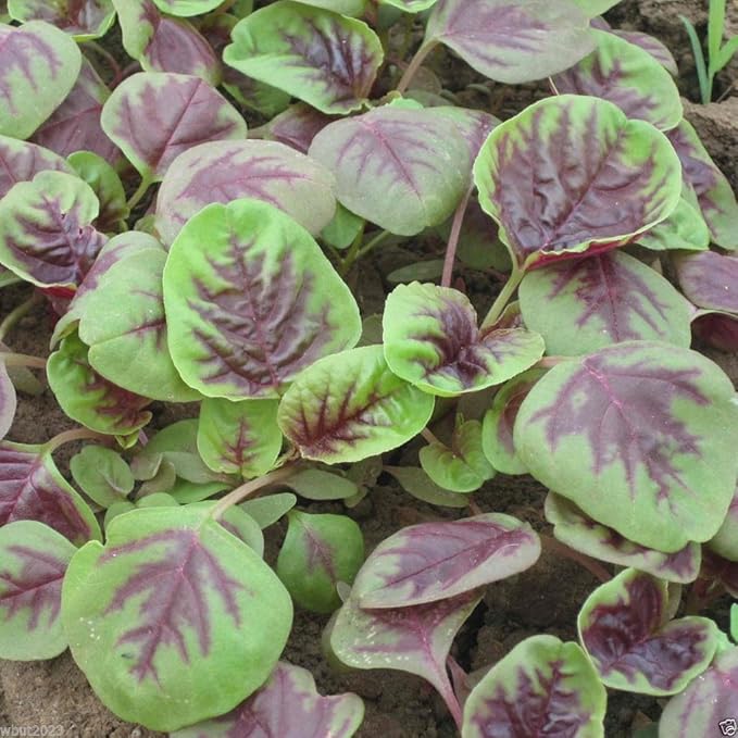 CHINESE SPINACH SEEDS- Edible Amaranth, Red Stripe Leaf -Jamaican Red Calla-loo!(1 oz Pack Seeds)