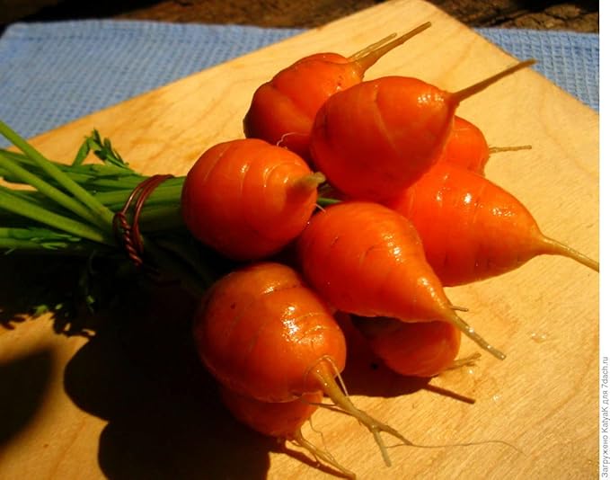 1000+ Seeds Carrot Paris Market - Vegetable Orange